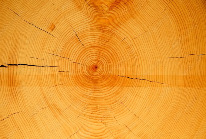 丸太の年輪から見える木の歴史